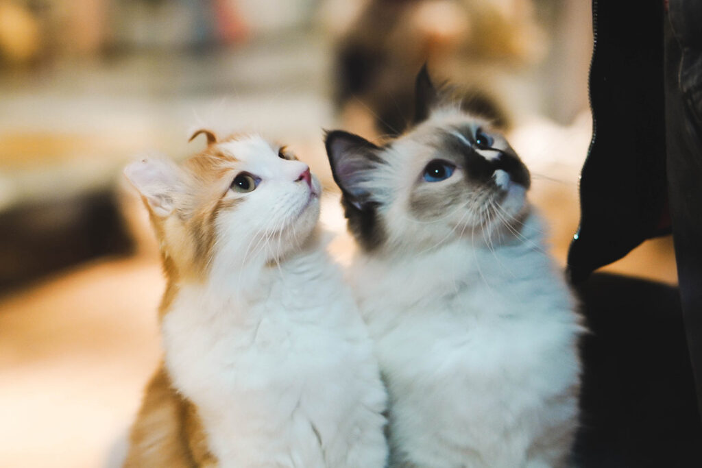The Kitty Kare Essentials 101 Simple Guide