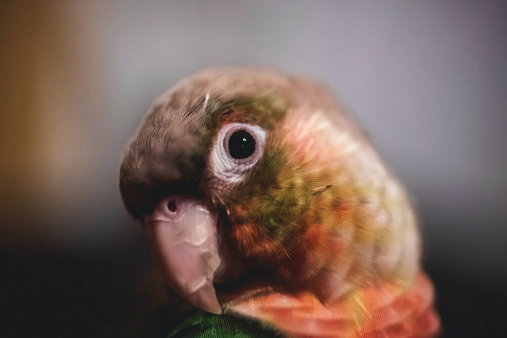 Things to Consider Before Getting a Pet Bird