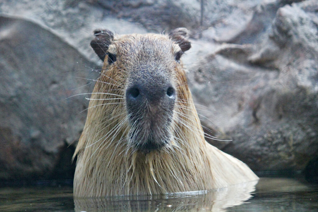 Should You Keep a Capybara as a Pet?