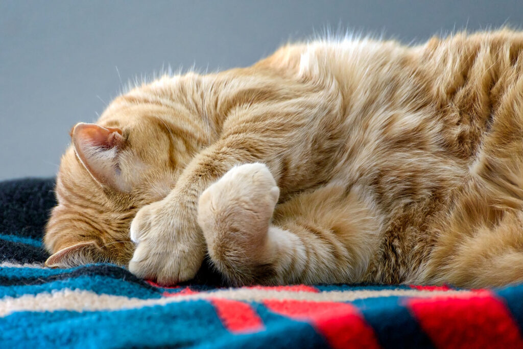7 Amazing Facts About Polydactyl Cats