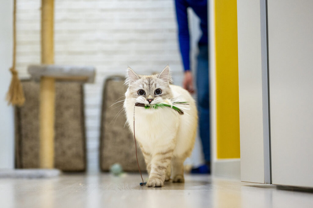 8 Things Your Cat Loves To Play With