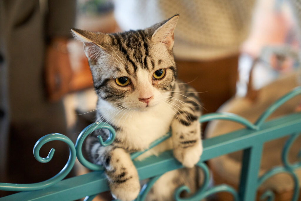 10 Different Ways to Find Your Lost Cat