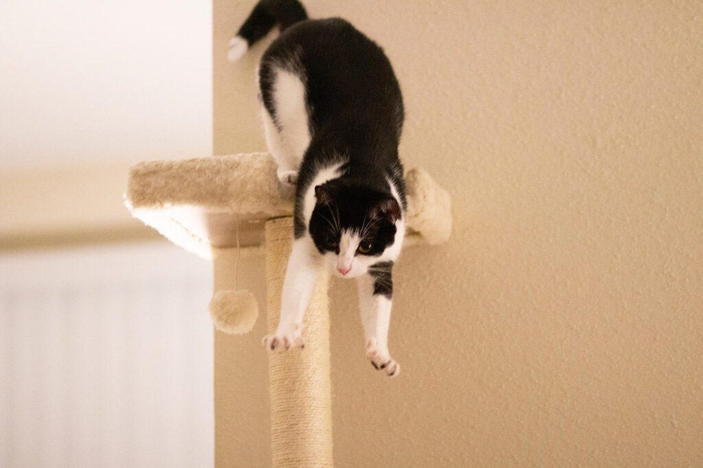 8 Free DIY Cat Tree Plans Made For You