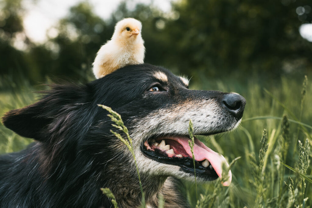 Your Dog Can Be Your Pet Bird’s Best Friend