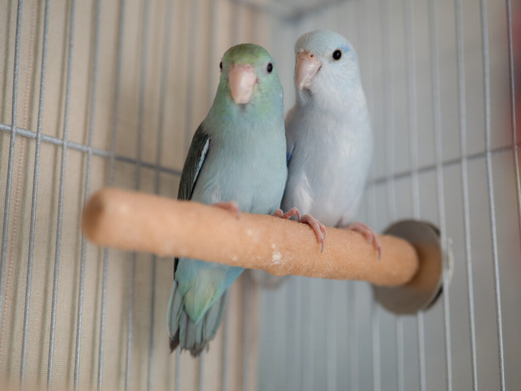 Why Do Birds Pluck Their Feathers?