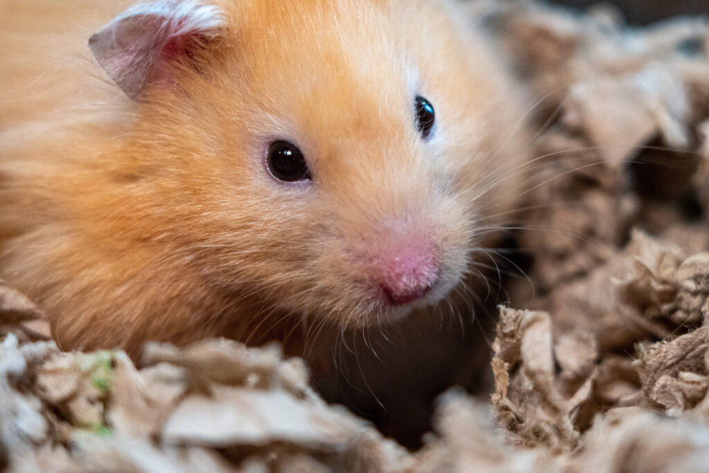 Caring for Your Small Pet in Cold Weather