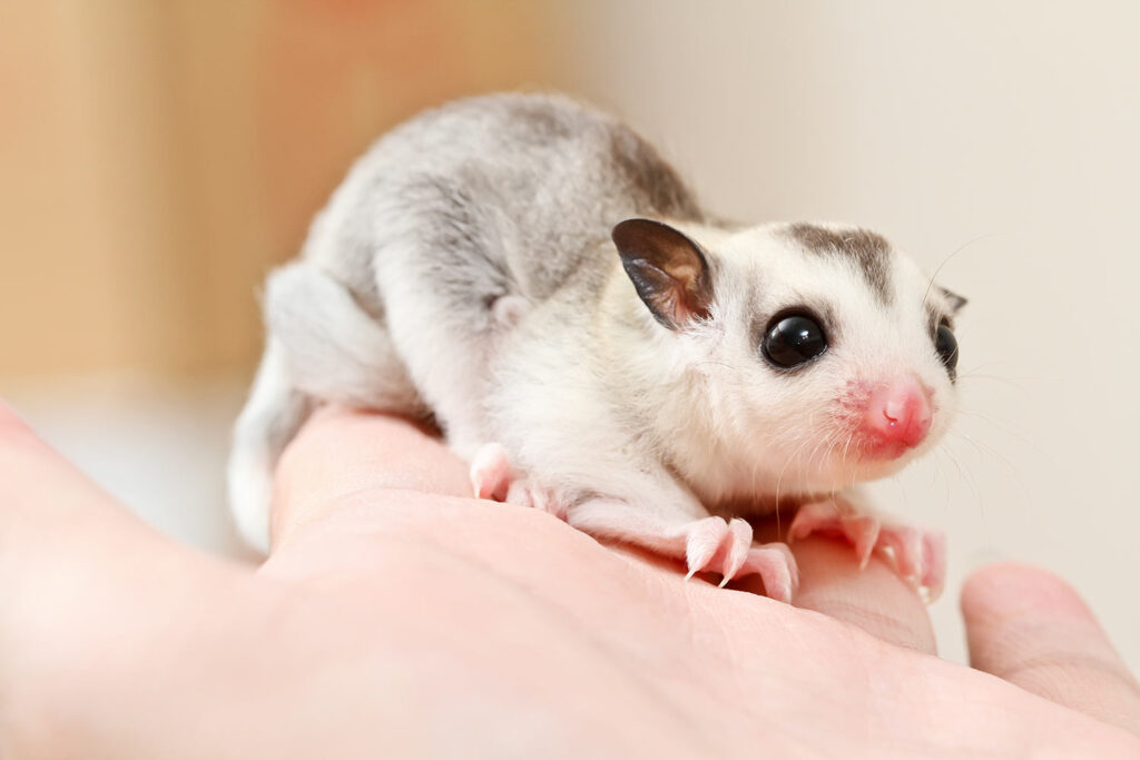 How To Set Up a Sugar Glider Cage