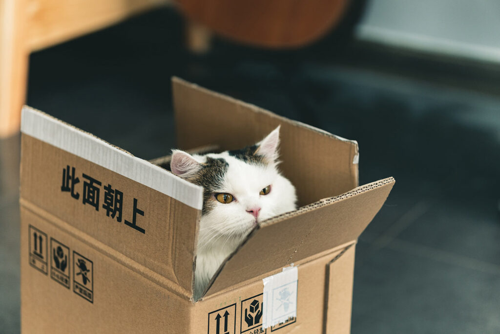 The 6 Best Cat Subscription Boxes of 2022