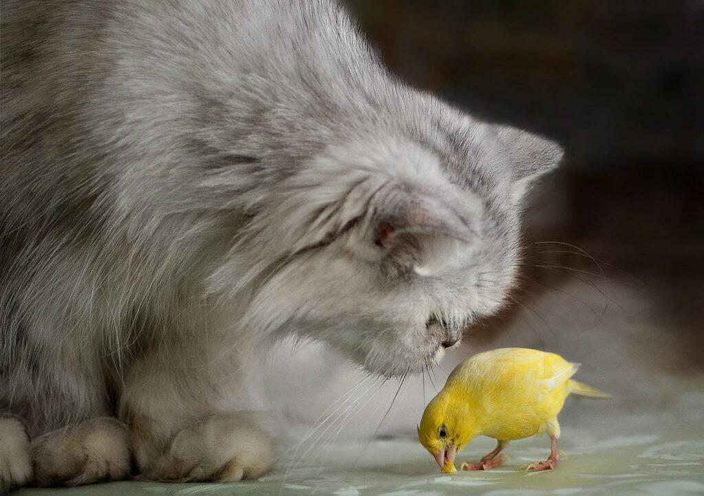 Can Cats and Birds Live Together in Harmony?