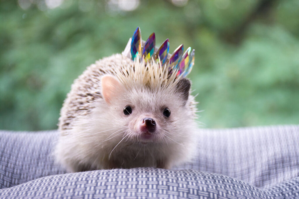 What Is an Exotic Pet – The Definition?