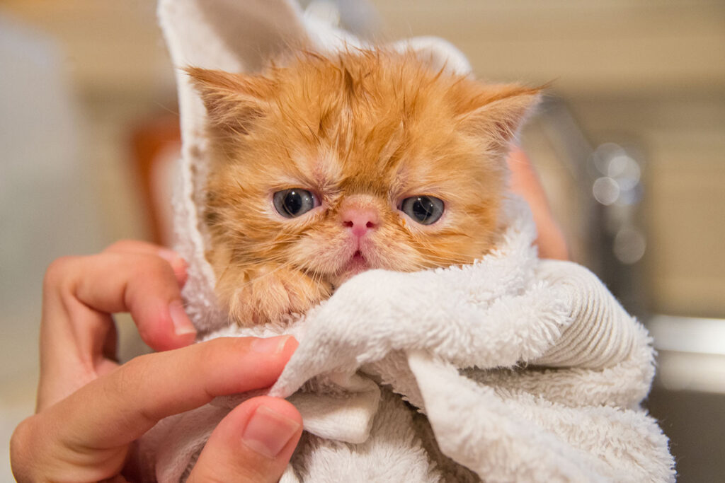 How to Bathe Your Kitten or Adult Cat